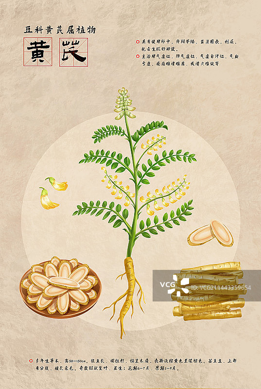 中国传统文化中草药药材之黄芪图片素材