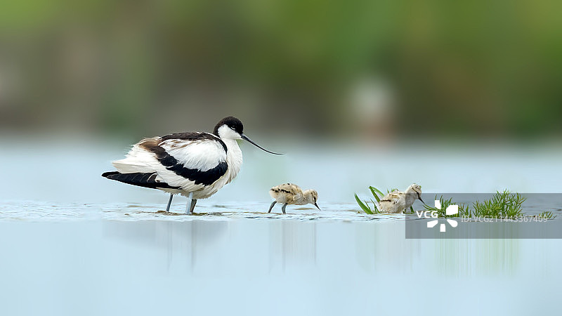 反嘴鹬和它的宝宝们图片素材