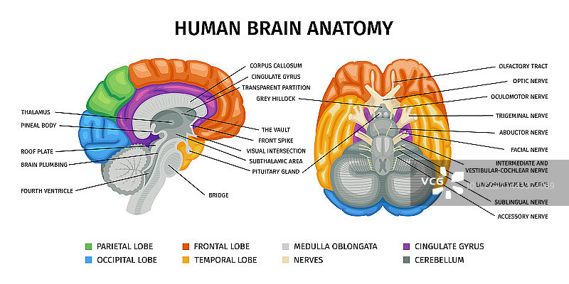 人脑解剖结构信息图图片素材