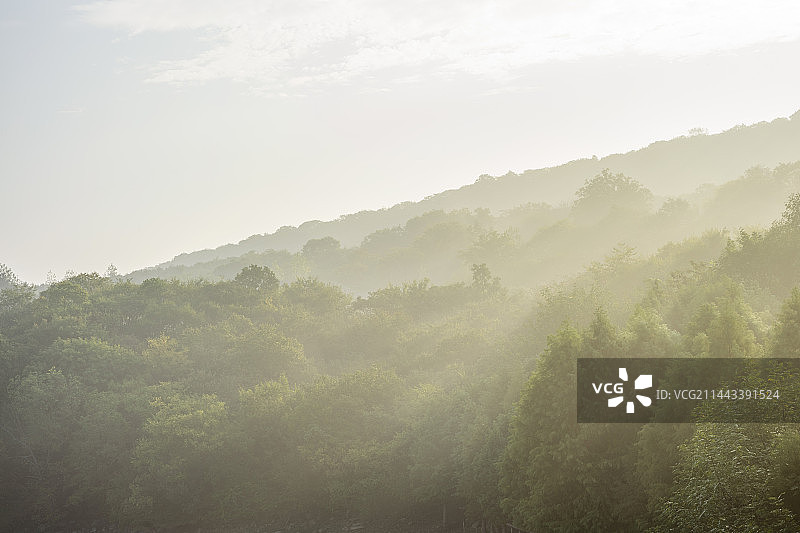 早晨的森林图片素材