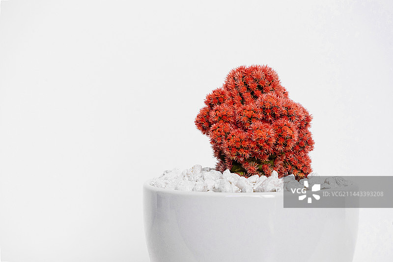 耐干旱的仙人掌球图片素材