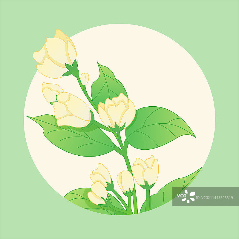 盛开的茉莉花插画图片素材