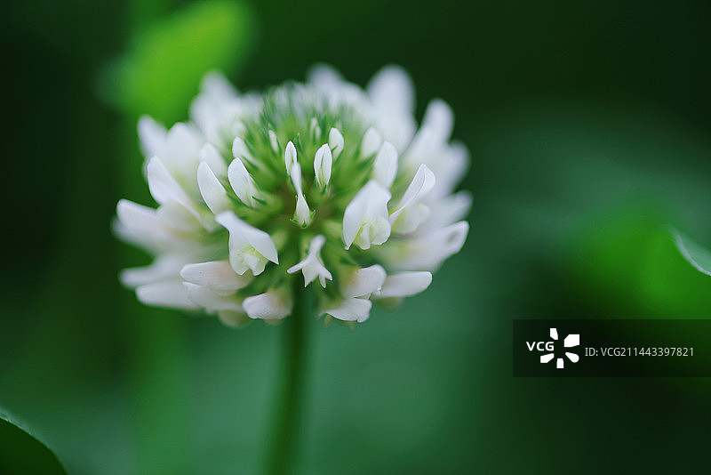 白车轴草 又称作白花三叶草 豆科车轴草属的多年生草本植物图片素材