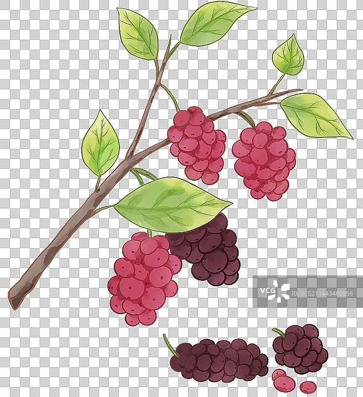 桑葚水果插画水彩质感元素图片素材