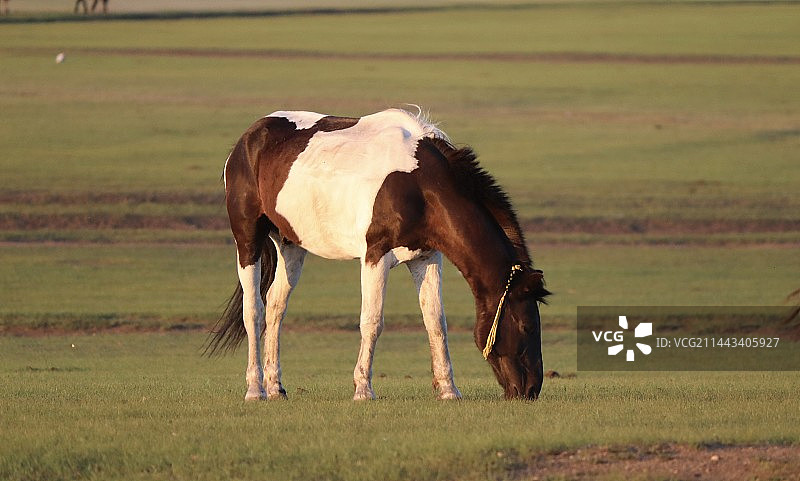 内蒙古呼伦贝尔大草原日落下吃草的马图片素材