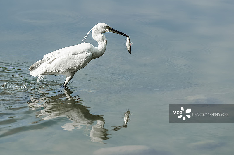 湖面上的白鹭图片素材