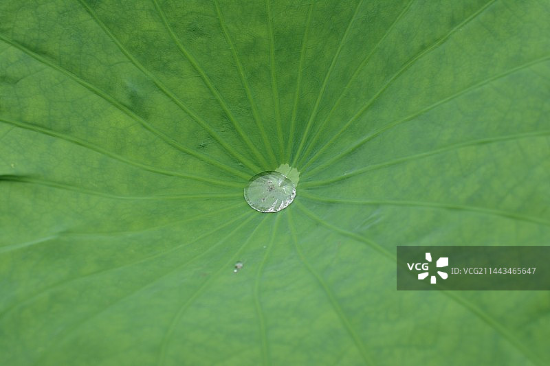 西湖阴天荷花图片素材