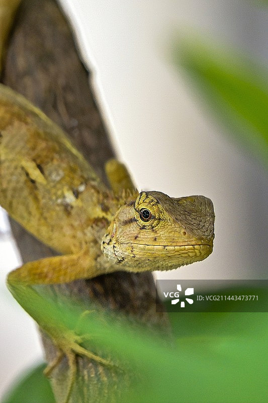 变色树蜥特写图片素材