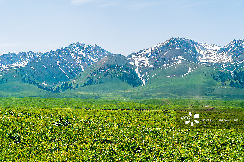 新疆那拉提草原和雪山图片素材