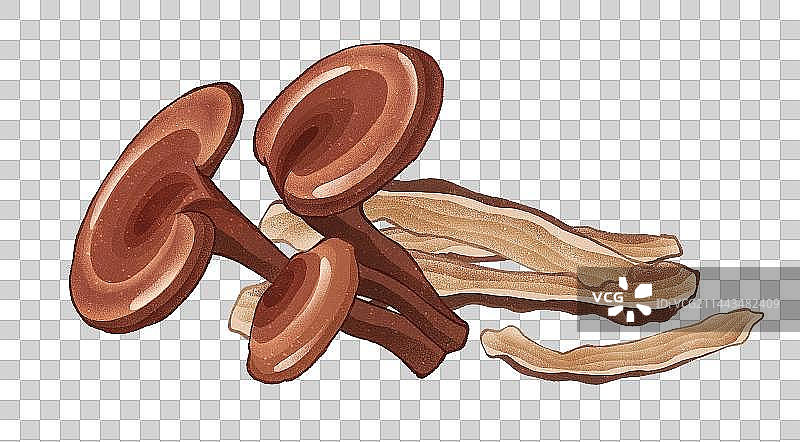 中药灵芝和灵芝片元素图片素材