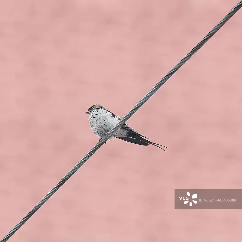 栖息在电线上的金腰燕特写镜头图片素材