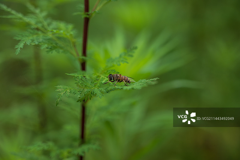 黄花蒿上面的蜜蜂，草蒿、青蒿、臭蒿、犱蒿，青蒿素图片素材