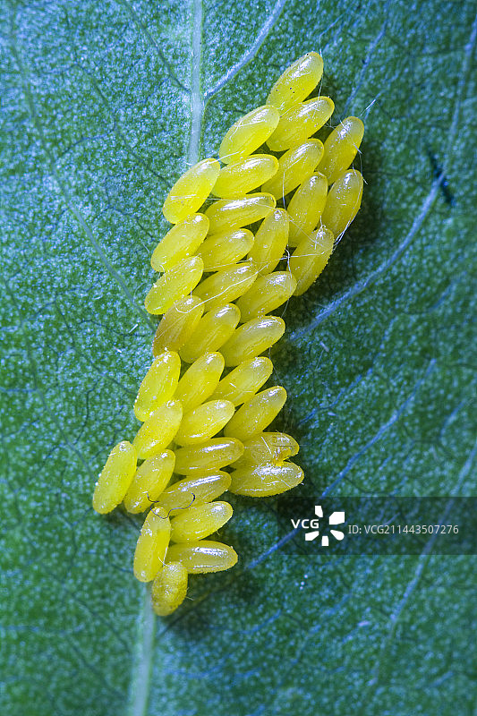 昆虫·叶甲   幼虫图片素材