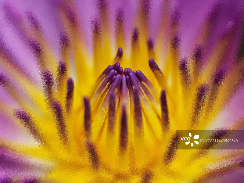 六月莲图片素材