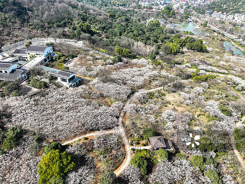 杭州超山梅花梅海香雪海风光航拍图片素材