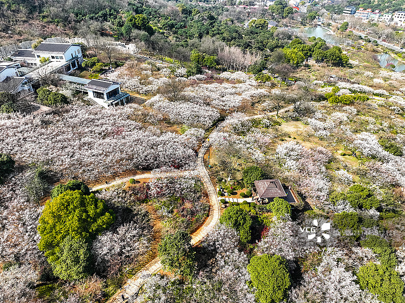 杭州超山梅花梅海香雪海风光航拍图片素材