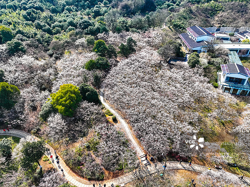 杭州超山梅花梅海香雪海风光航拍图片素材