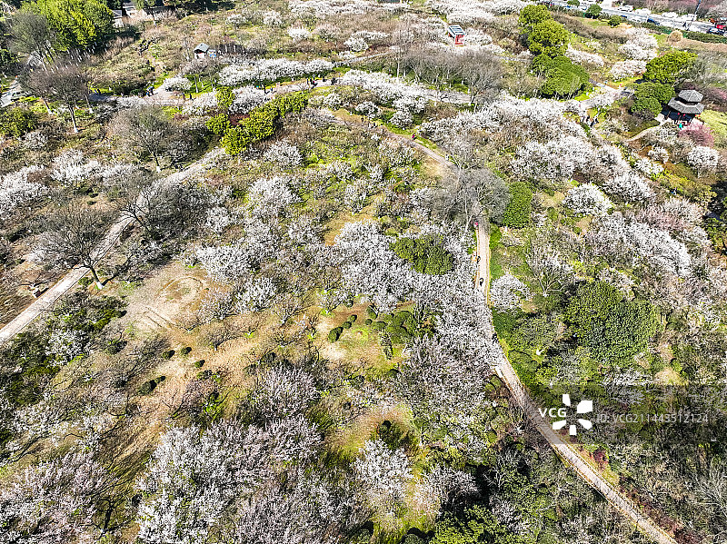 杭州超山梅花梅海香雪海风光航拍图片素材