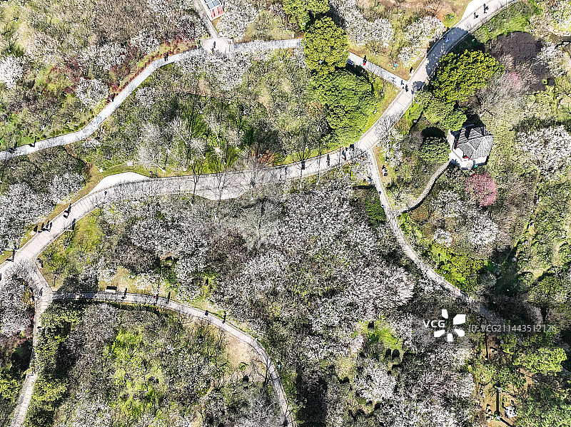 杭州超山梅花梅海香雪海风光航拍图片素材