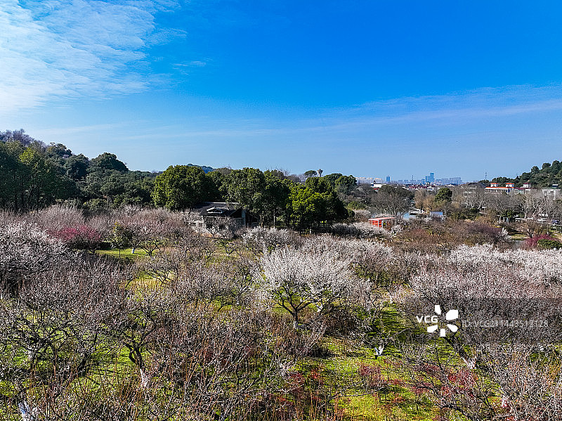 杭州超山梅花梅海香雪海风光航拍图片素材