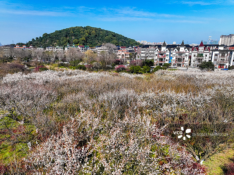 杭州超山梅花梅海香雪海风光航拍图片素材