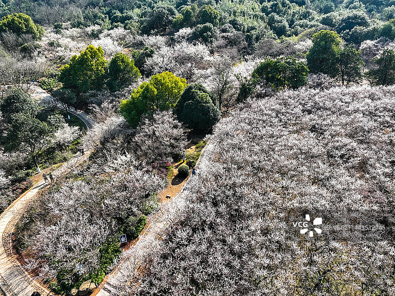 杭州超山梅花梅海香雪海风光航拍图片素材