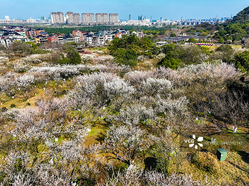 杭州超山梅花梅海香雪海风光航拍图片素材