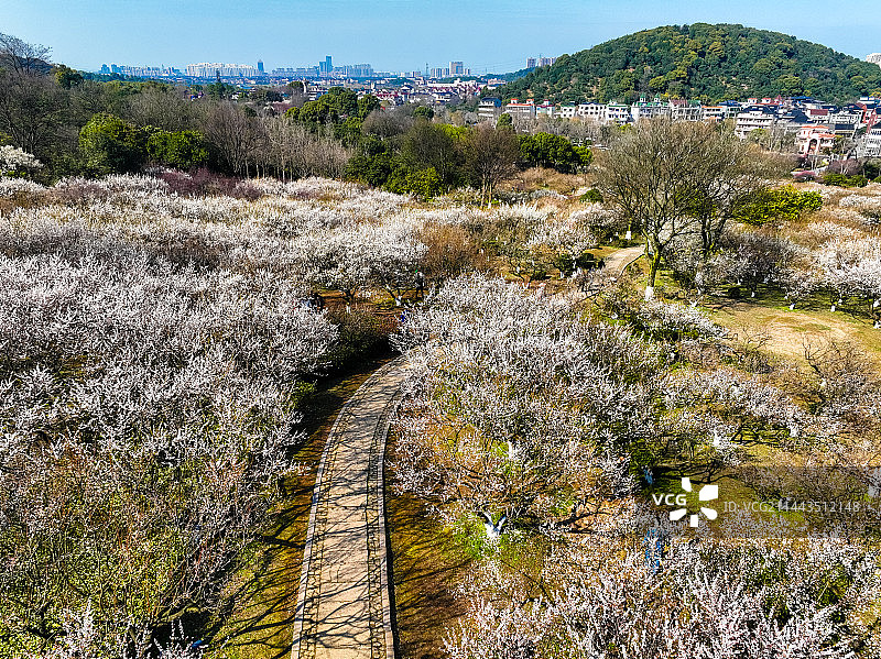 杭州超山梅花梅海香雪海风光航拍图片素材