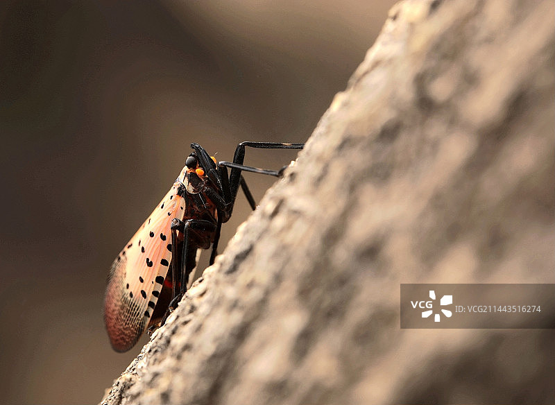 斑衣蜡蝉图片素材