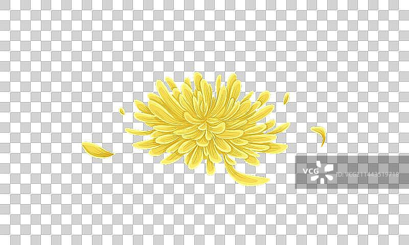 开放的黄色菊花图片素材