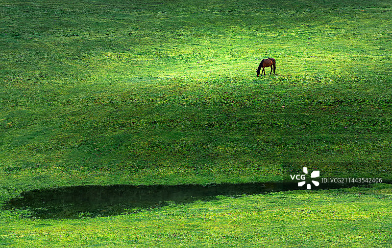 草原上自由觅食的枣红马图片素材