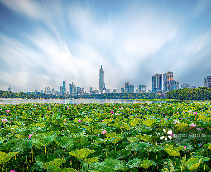 南京玄武湖荷花与紫峰大厦城市风光图片素材