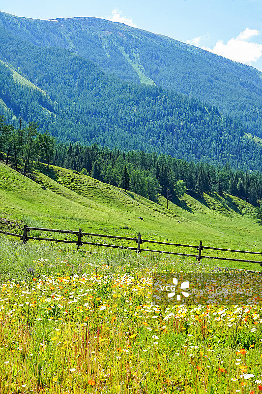 天对地开花植物景观图片素材