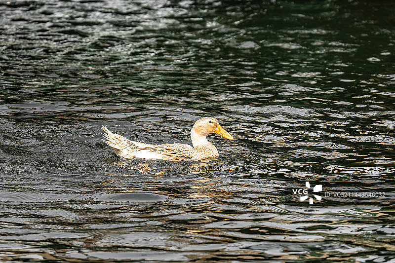 野鸭戏水镜头图片素材