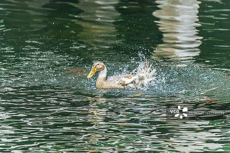 野鸭戏水镜头图片素材