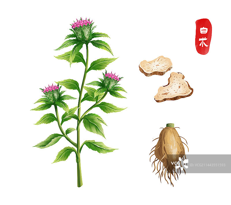 中国传统文化中草药药材之 白术图片素材