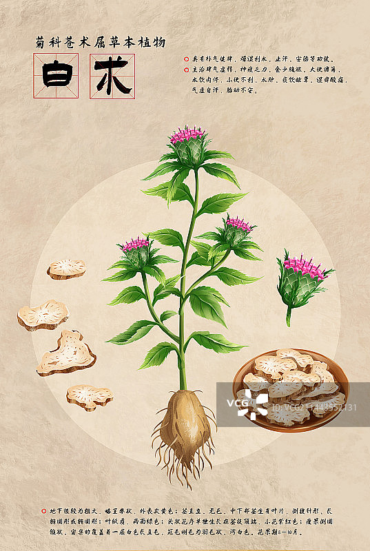中国传统文化中草药药材之 白术图片素材