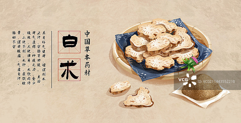 中国传统文化中草药药材之 白术图片素材
