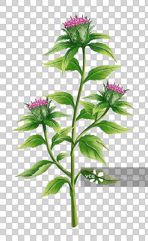 中草药药材白术图片素材