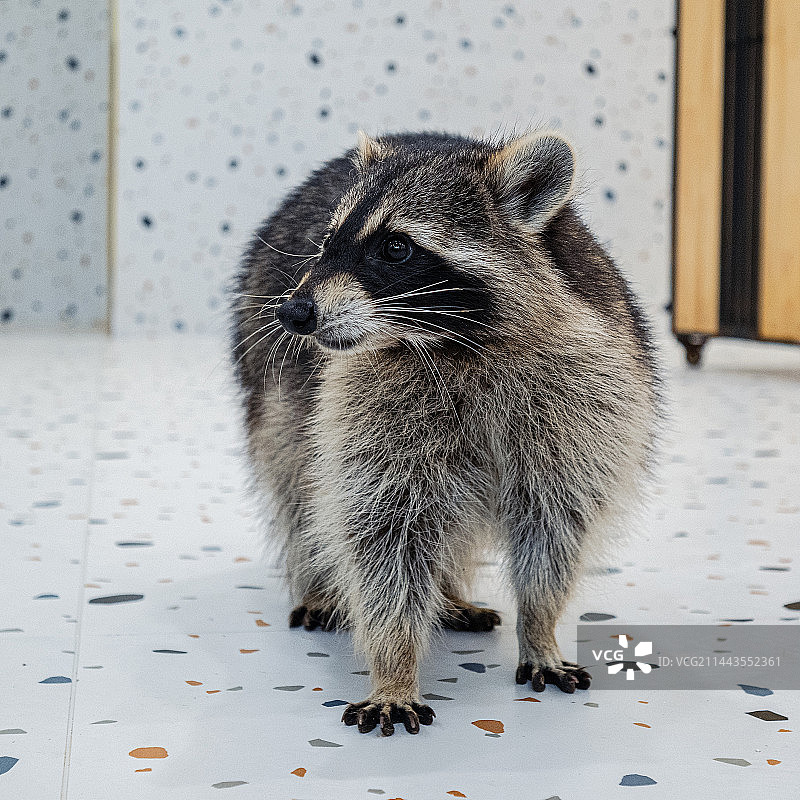 小浣熊幼崽图片素材