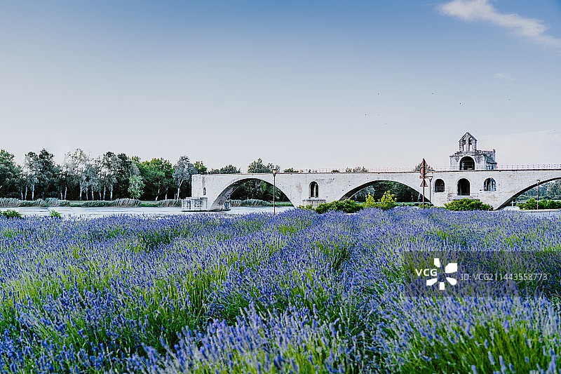 薰衣草植物图片素材