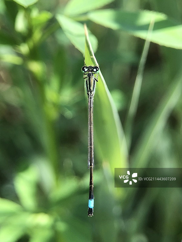 蓝色尾巴的豆娘图片素材