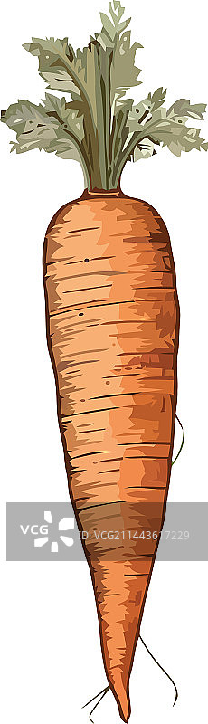 新鲜有机胡萝卜健康素食图片素材