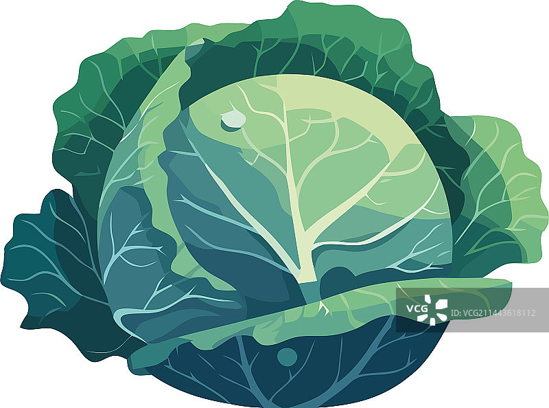 新鲜卷心菜沙拉素食美食图片素材