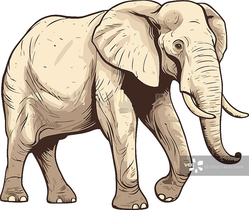 行走在白色背景上的大型非洲象图片素材