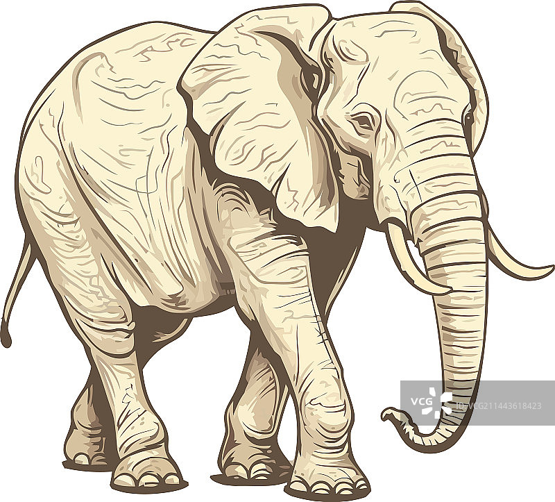 非洲象行走图片素材