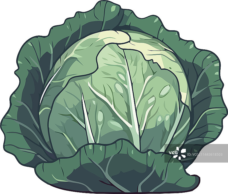 从自然界手工采摘的新鲜卷心菜蔬菜图片素材