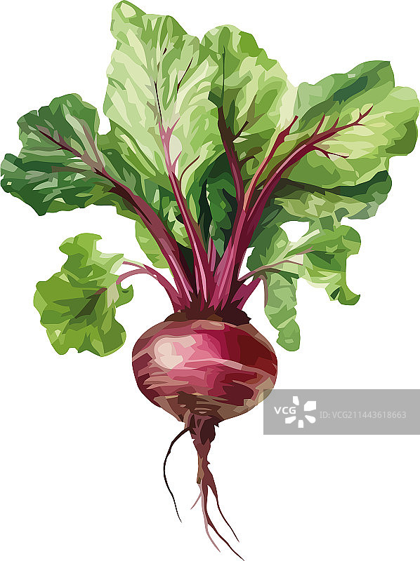 新鲜有机成熟普通甜菜图片素材