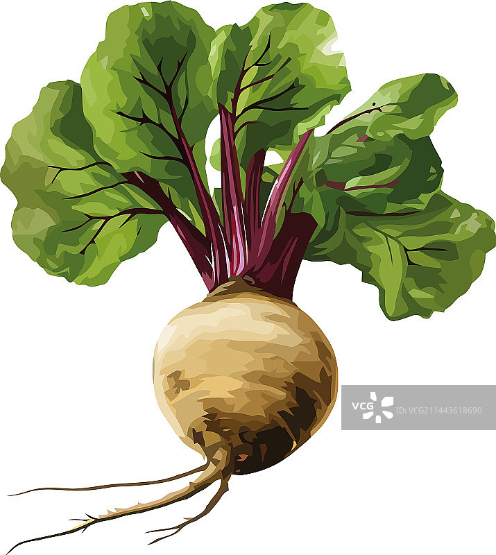 新鲜成熟的萝卜图片素材