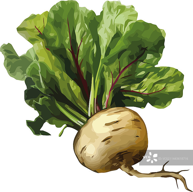 新鲜有机芜菁蔬菜图片素材